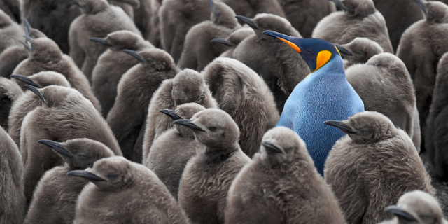 penguin-sticks-out-in-colony.jpg