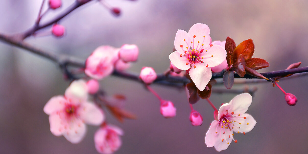 Blooming cherry flowers branch in spring